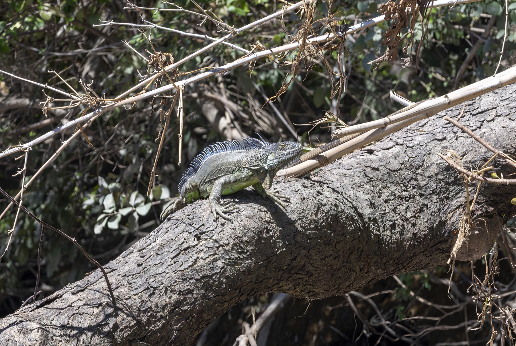 Black Iguana, Palo Verde National Park, Costa Rica